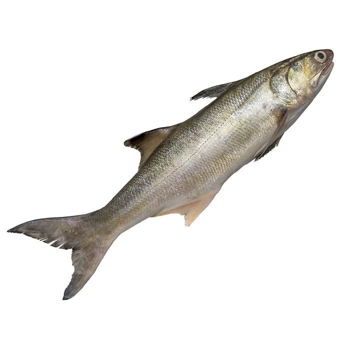 Salmon Fish (Pakistani) 