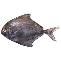 Kala Paplet (Black Pomfret) – fresh fish Pakistan