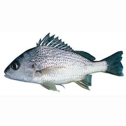 Dother Fish (Grunter Fish) – fresh fish Pakistan