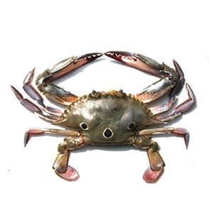 Three Spot (Tikari) Crab