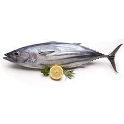 Tuna Fish – fresh fish Pakistan