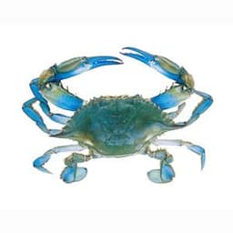 Blue Crab – fresh fish Pakistan