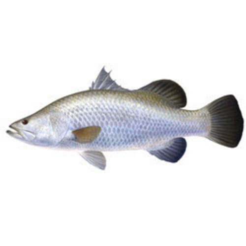 Dangri Fish (Barramundi Fish)