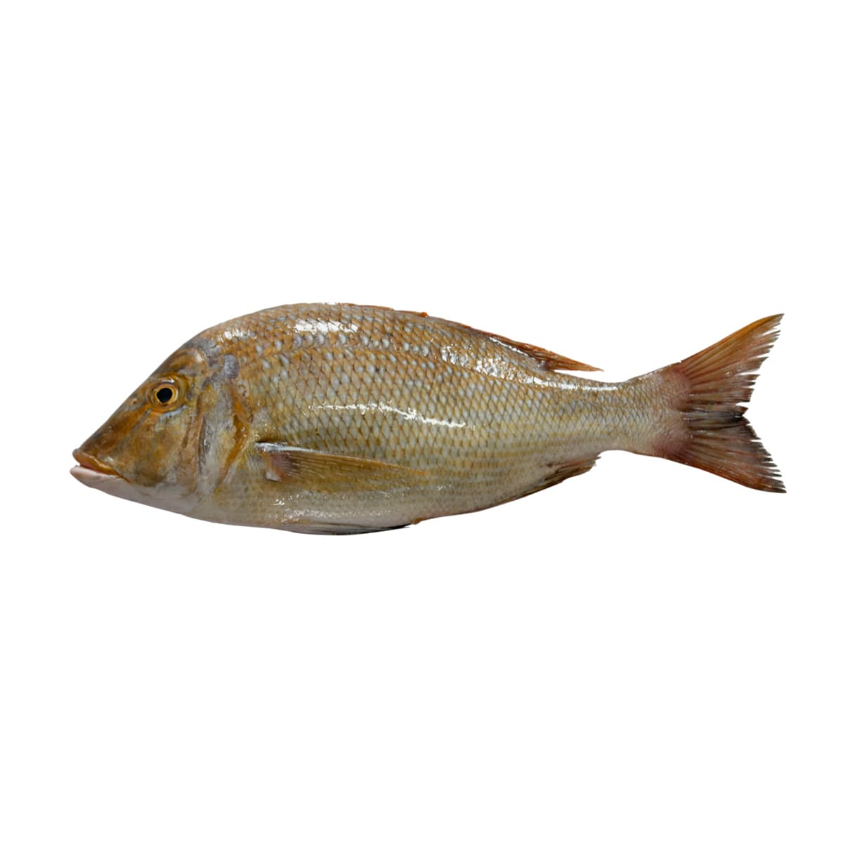 Mulla Fish (Emperor Fish)