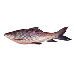 Rohu Fish – fresh fish Pakistan