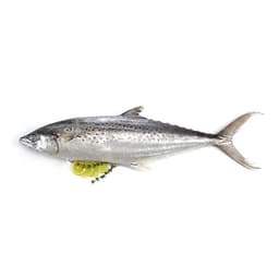 Surmai Fish (King Mackerel) – fresh fish Pakistan