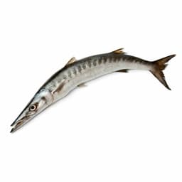 Safaid Kund Fish (White Barracuda Fish) – fresh fish Pakistan