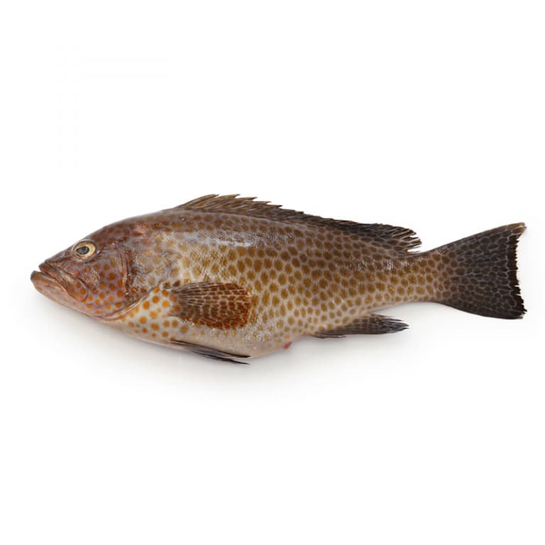 Gissar Fish (Hamour Fish) – Buy Fresh Online | FreshFish.pk